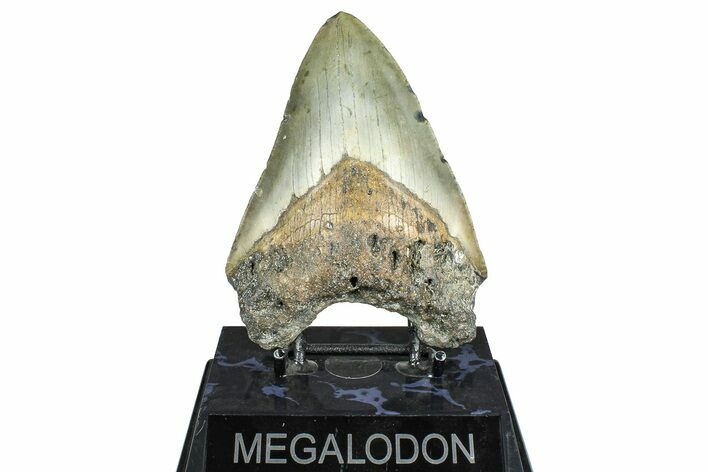 Fossil Megalodon Tooth - North Carolina #371654